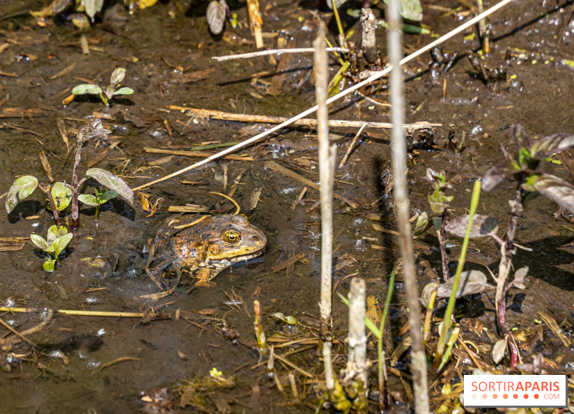 Sentier découverte de Maincourt - Vallée de Chevreuse - grenouille