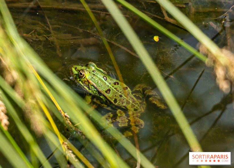 Sentier découverte de Maincourt - Vallée de Chevreuse - grenouille
