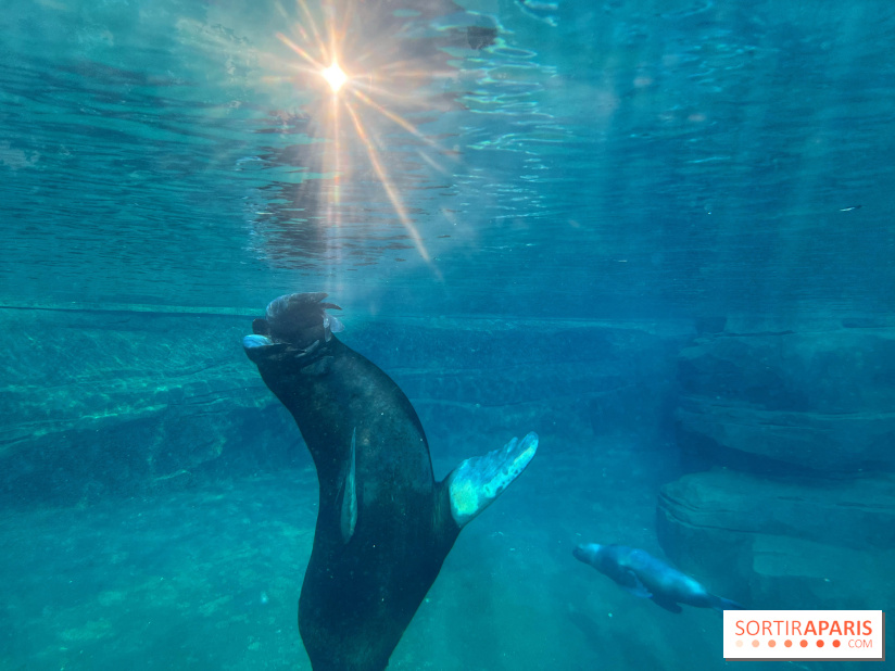 Nocturnes au Parc Zoologique de Paris - IMG 3469