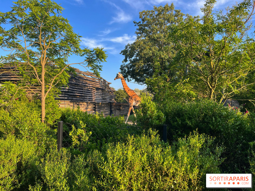 Nocturnes au Parc Zoologique de Paris - IMG 3513