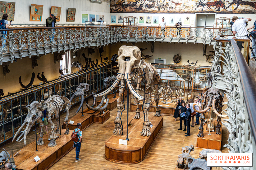 Le mammouth de Durfort restauré au Muséum national d’Histoire naturelle