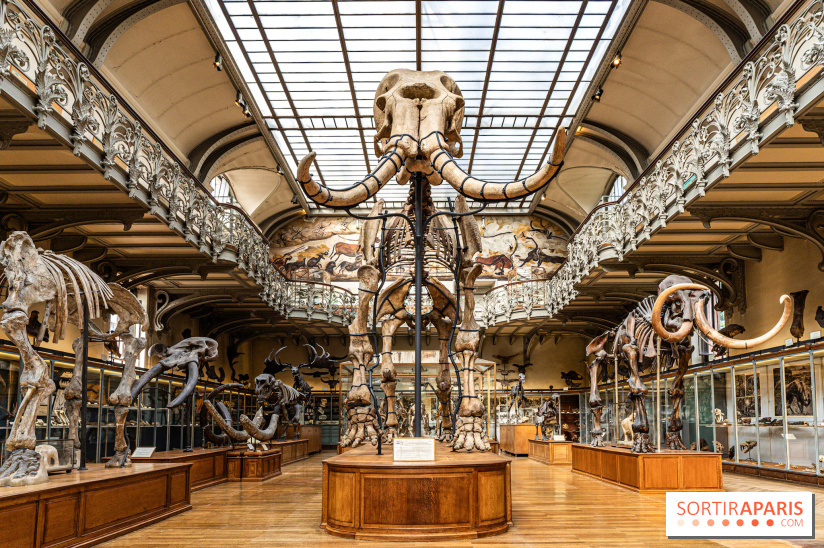 Le mammouth de Durfort restauré au Muséum national d’Histoire naturelle -  A7C7412