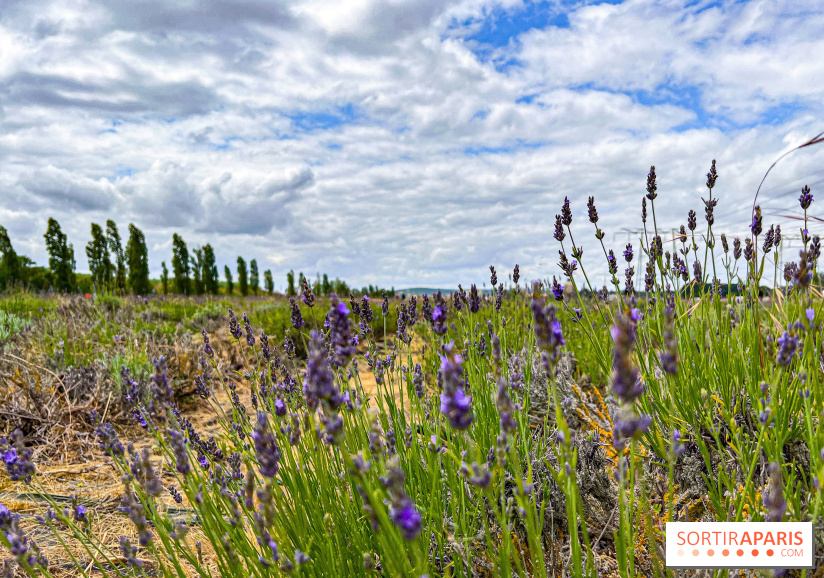 Fête de la Lavande sur le site Seine Aval Achères/Maisons-Laffitte - image00027