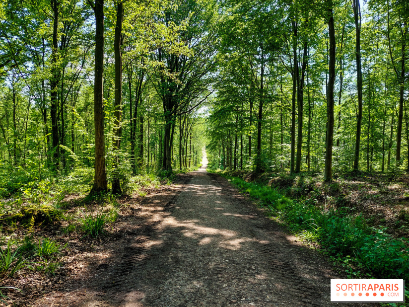 Balade nature dans la forêt de Montmorency, nos photos