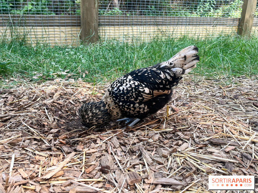 La ferme de la Villette et ses animaux - image00030