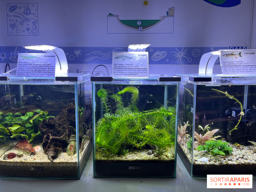 La Maison de la Pêche et de la Nature - image00016