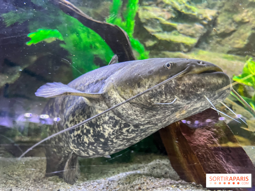 La Maison de la Pêche et de la Nature - image00019