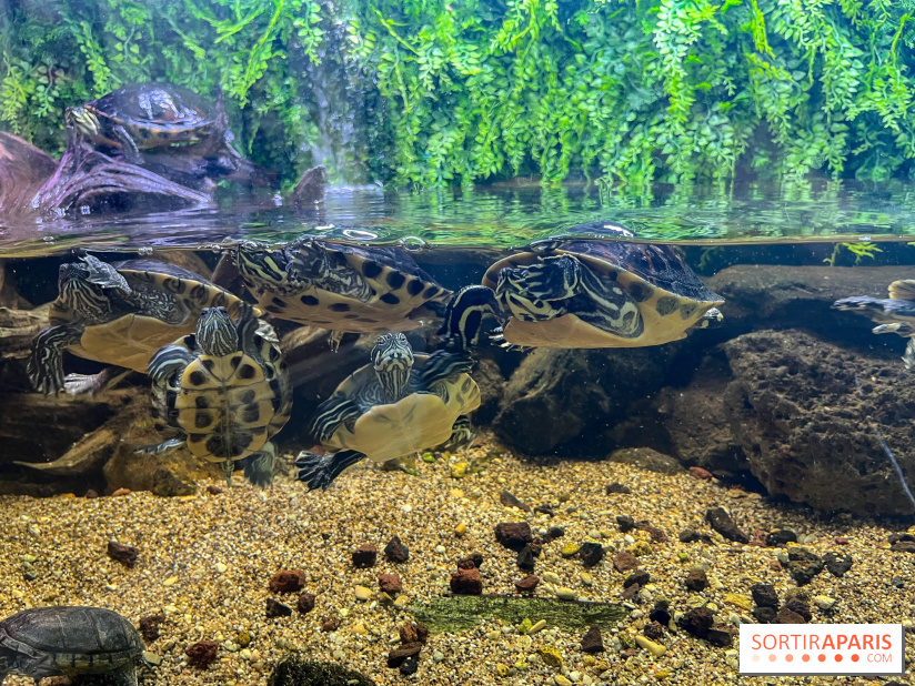 La Maison de la Pêche et de la Nature - image00022