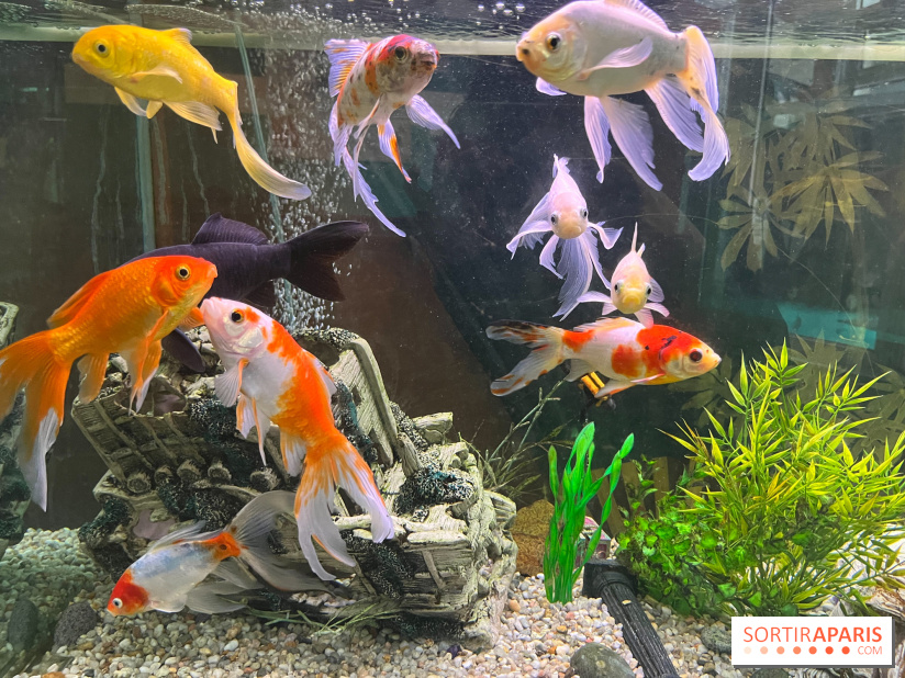 La Maison de la Pêche et de la Nature - image00004