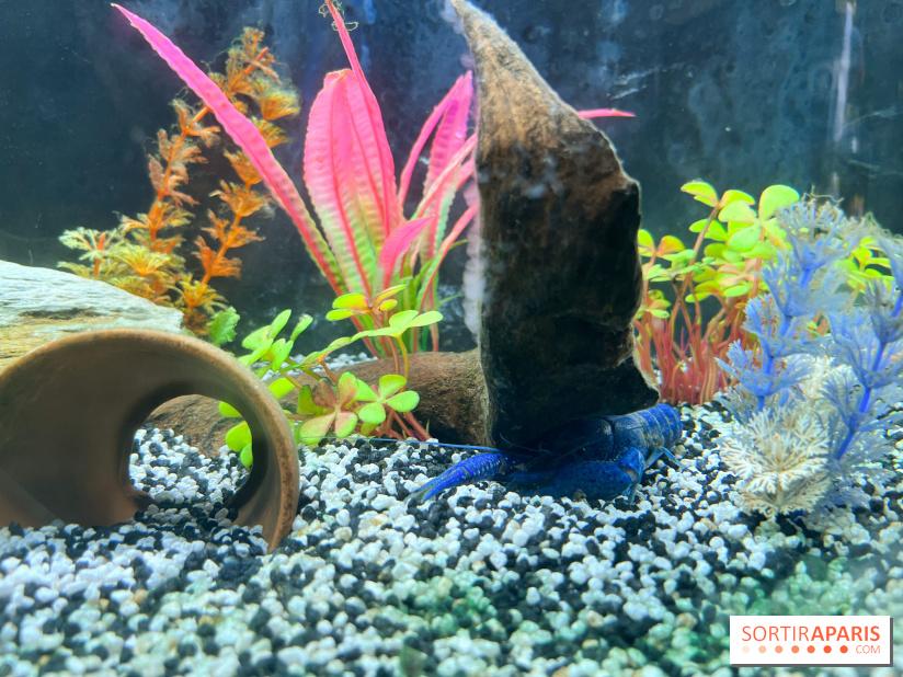 La Maison de la Pêche et de la Nature - image00007