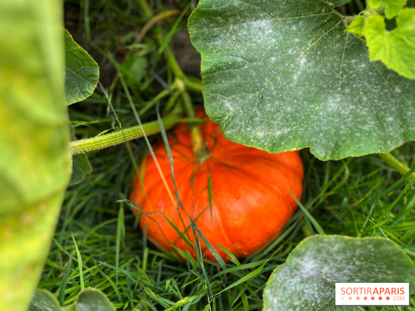 Potager du Roi - IMG 4257