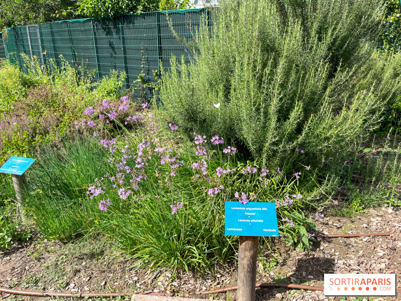 Le parc Georges Brassens, pour se croire à la campagne dans le 15e - image00064