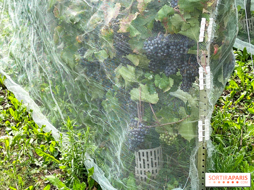 Le parc Georges Brassens, pour se croire à la campagne dans le 15e - image00025