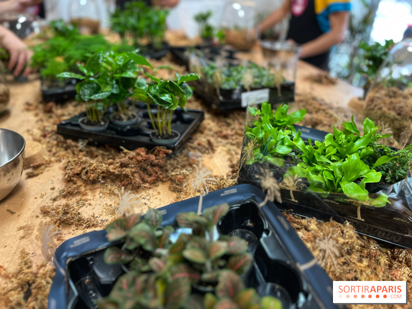 Boby la Plante - IMG 4343