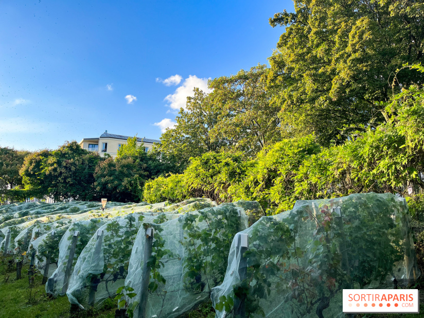 Vignes de Belleville - image00006