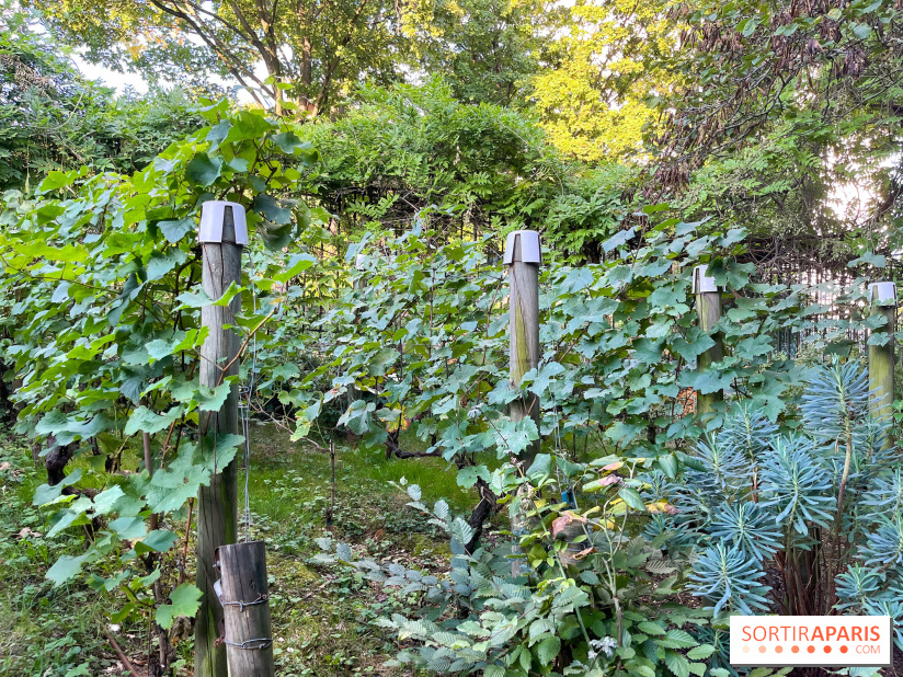 Vignes de Belleville - image00007