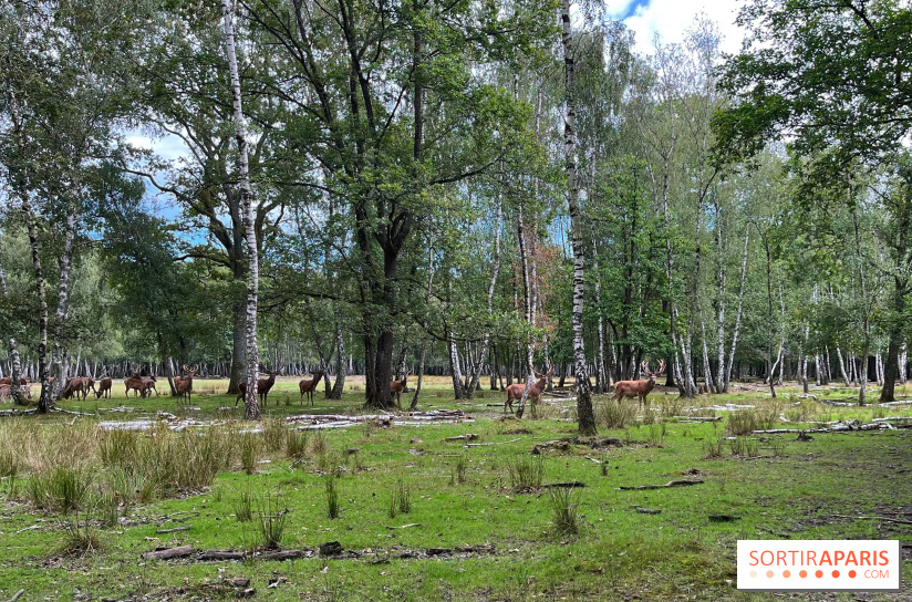 Espace Rambouillet - IMG 4529