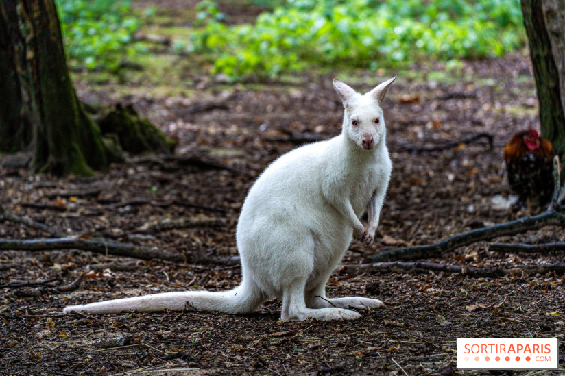 Le village de Janvry en Haute Vallée de Chevreuse - A7C0025
