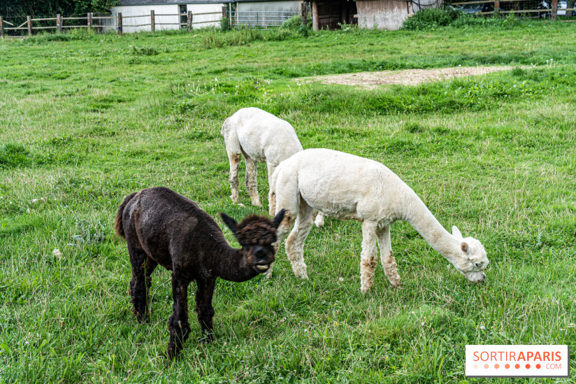 Le village de Janvry en Haute Vallée de Chevreuse  -  A7C9962