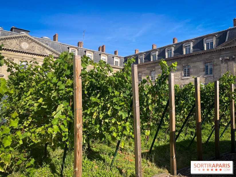 Vignoble Hôtel de Ville - IMG 9237