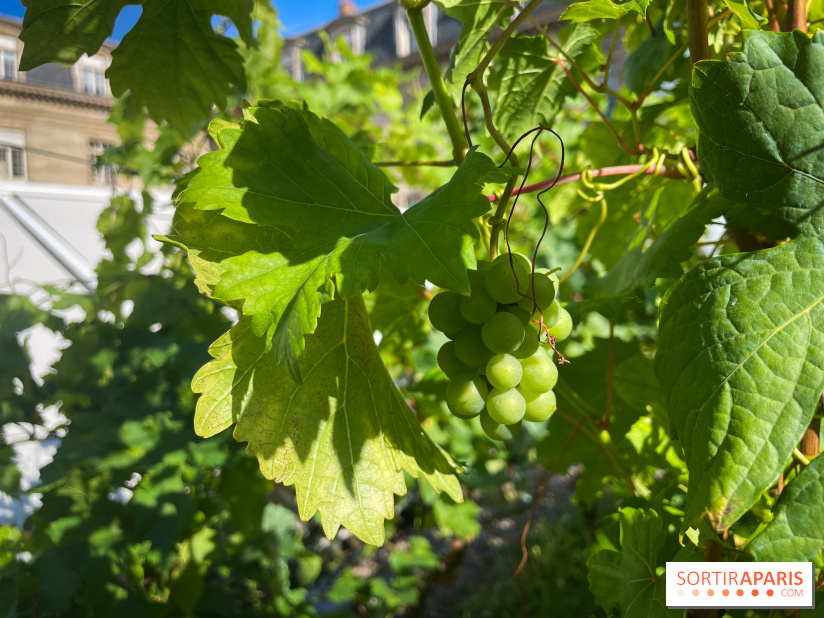 Vignoble Hôtel de Ville - IMG 9252