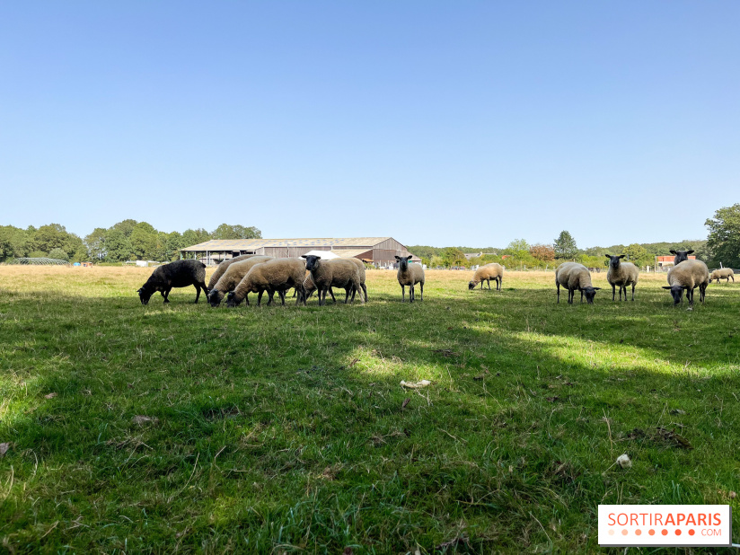 La Ferme des 4 Etoiles à Auffargis - image00047