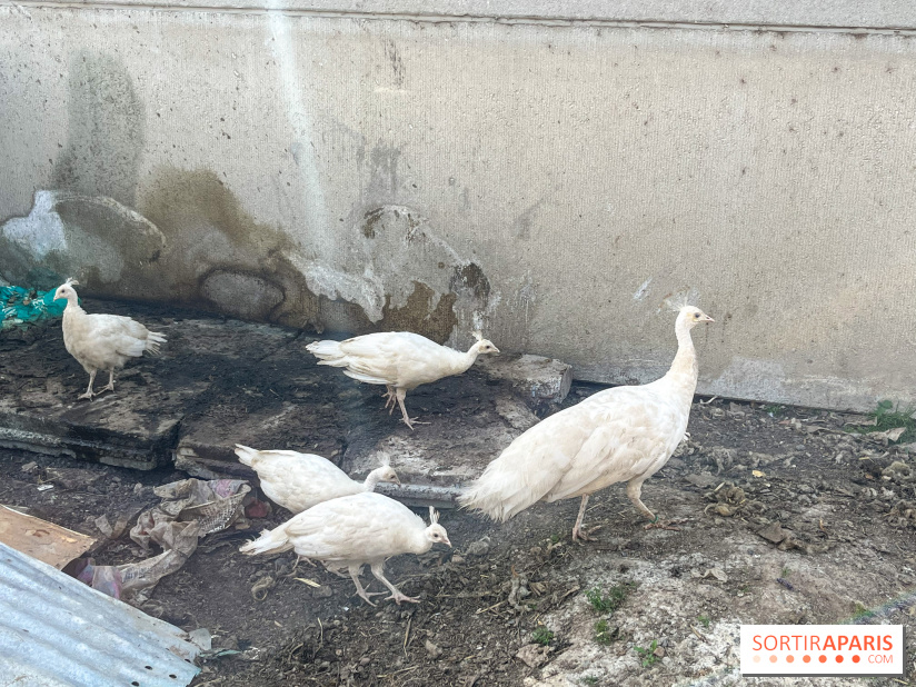 La Ferme des 4 Etoiles à Auffargis - image00015