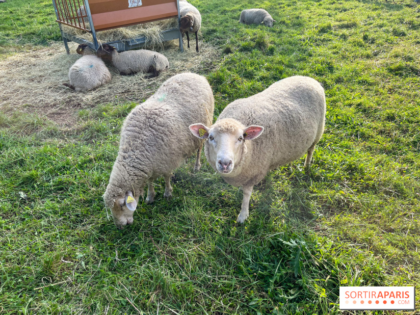 La ferme pédagogique du parc des Chanteraines