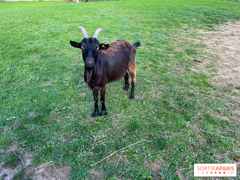 La ferme pédagogique du parc des Chanteraines - image00026