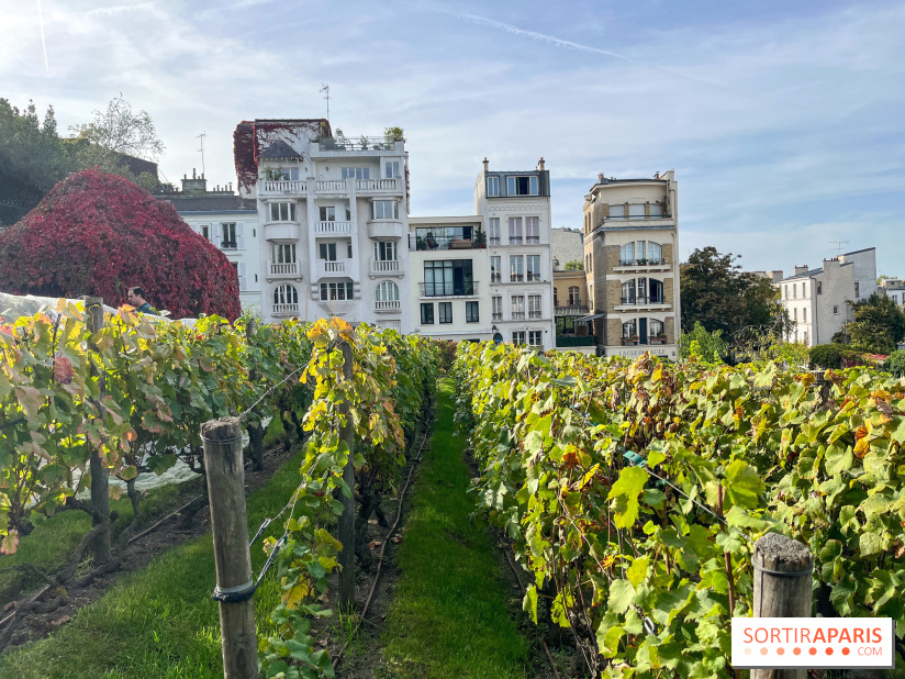 Vignes Montmartre