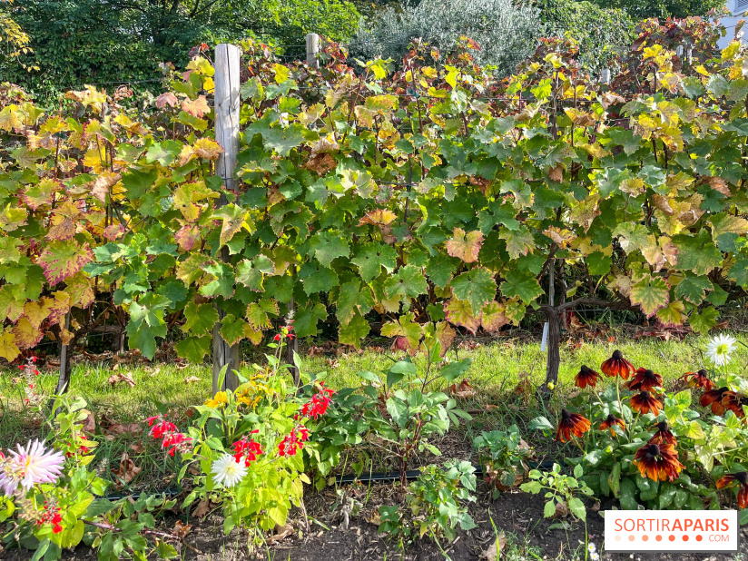 Vignes Montmartre