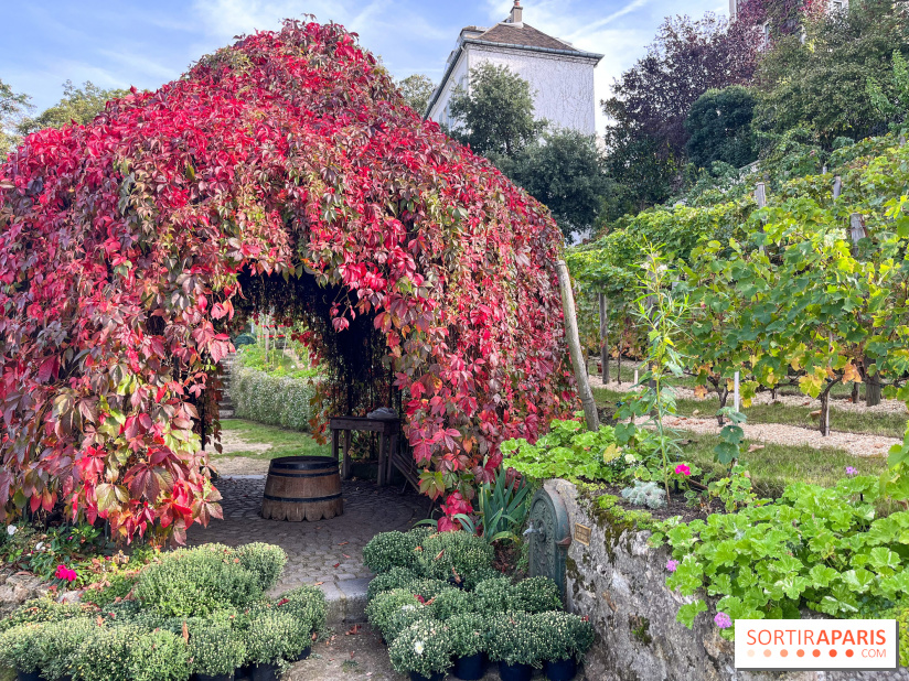 Vignes Montmartre