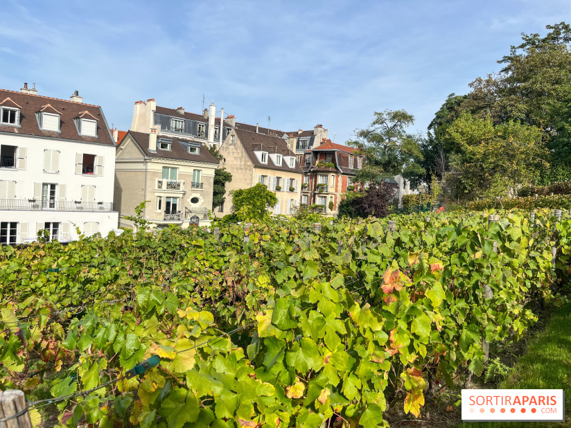 Vignes Montmartre