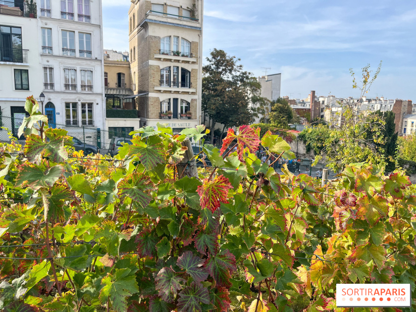 Vignes Montmartre