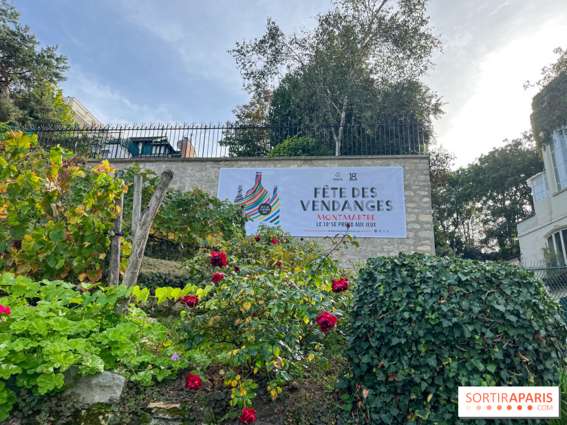 Fête Vendanges 2023 vignes