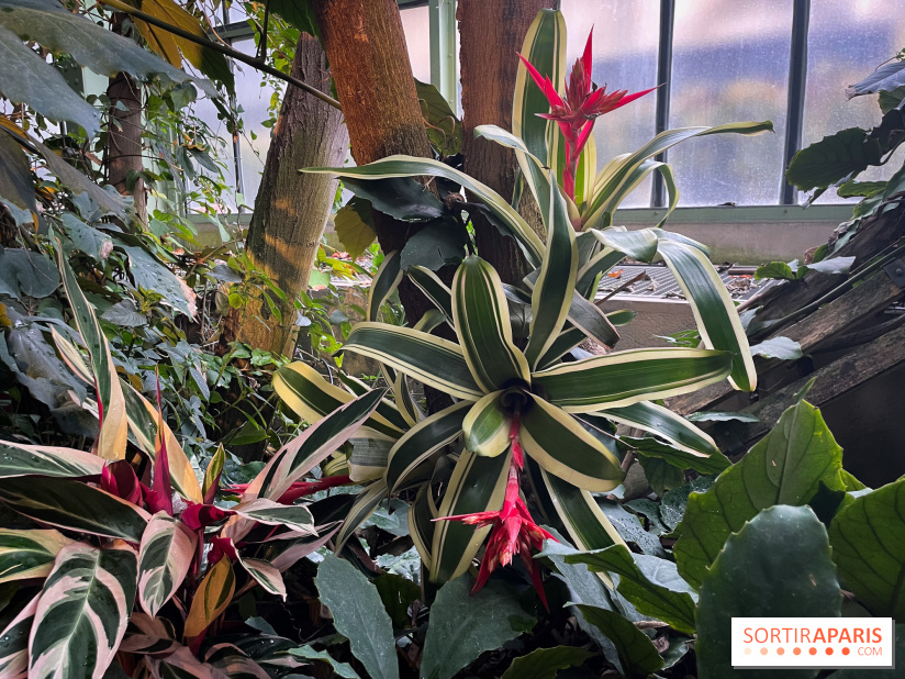 Automne Tropical 2023