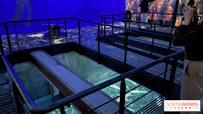 Océans, l'Odyssée Immersive à l'Atelier des Lumières - IMG 6134