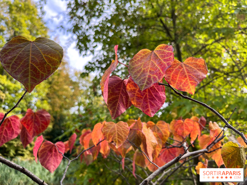 Le parc de l'Île Verte à Chatenay-Malabry - nos photos - image00547