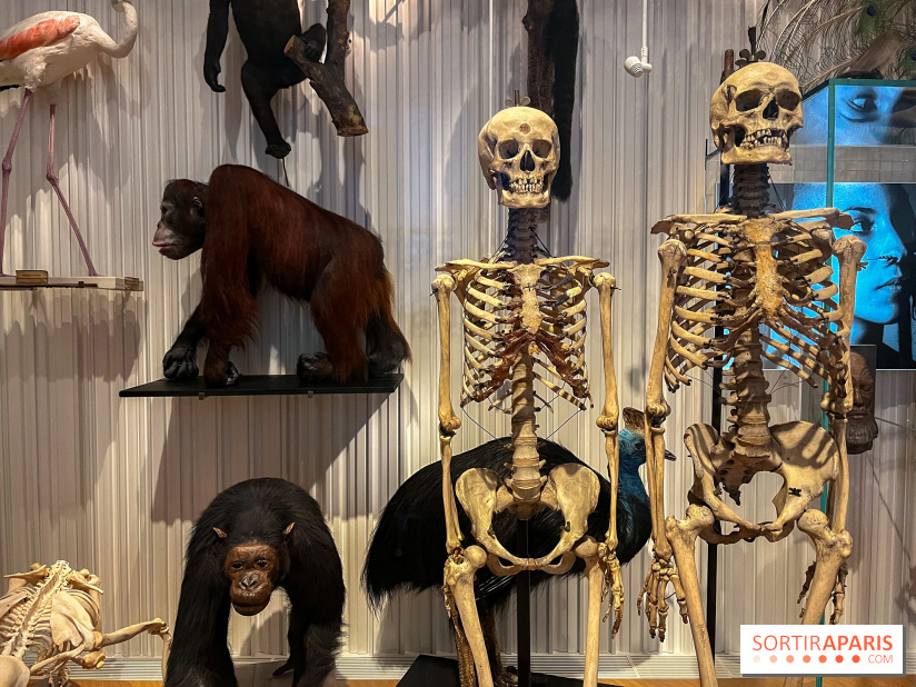 Le musée de l'Homme - collections permanentes