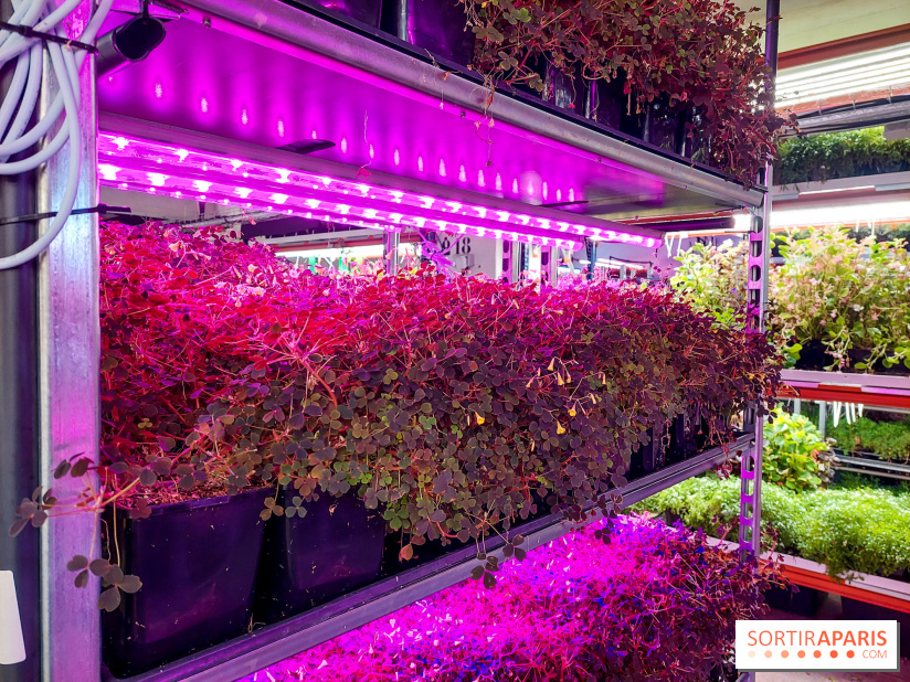 La Caverne, ferme urbaine bio à Paris, nos photos - 20240122 144115