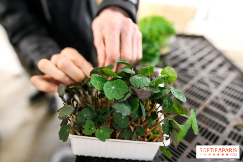 La Caverne, ferme urbaine bio à Paris, nos photos - IMG 2192