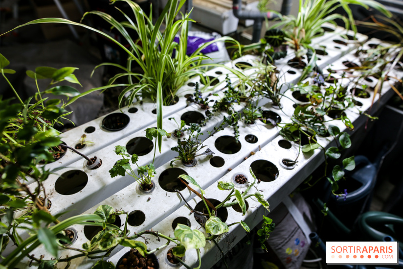 La Caverne, ferme urbaine bio à Paris, nos photos - IMG 2203