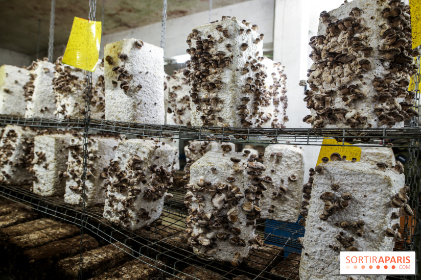 La Caverne, ferme urbaine bio à Paris, nos photos - IMG 2224
