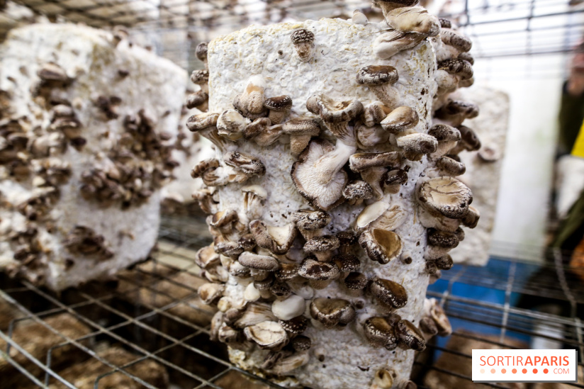 La Caverne, ferme urbaine bio à Paris, nos photos - IMG 2225