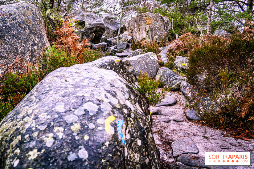 Le sentier de l'érosion à Fontainebleau - balade en forêt -  A7C4646