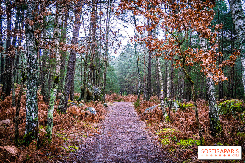 Le sentier de l'érosion à Fontainebleau - balade en forêt -  A7C4633