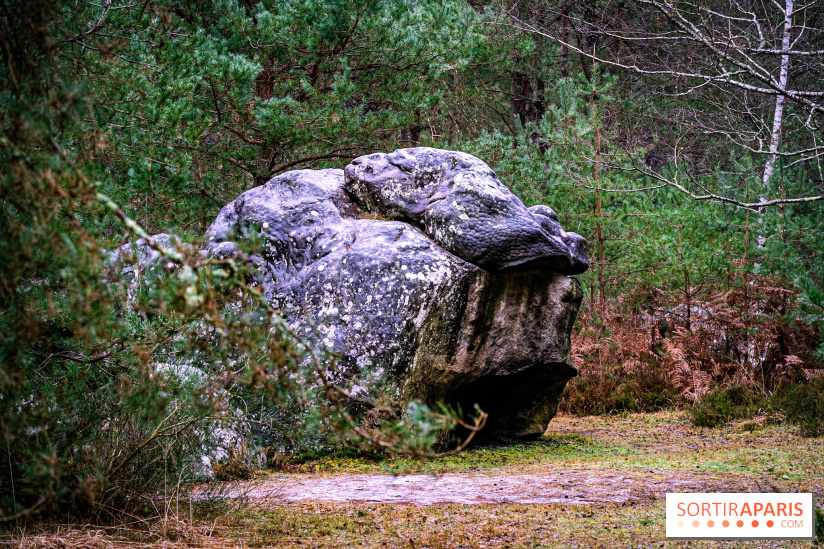 Le sentier de l'érosion à Fontainebleau - balade en forêt -  A7C4628