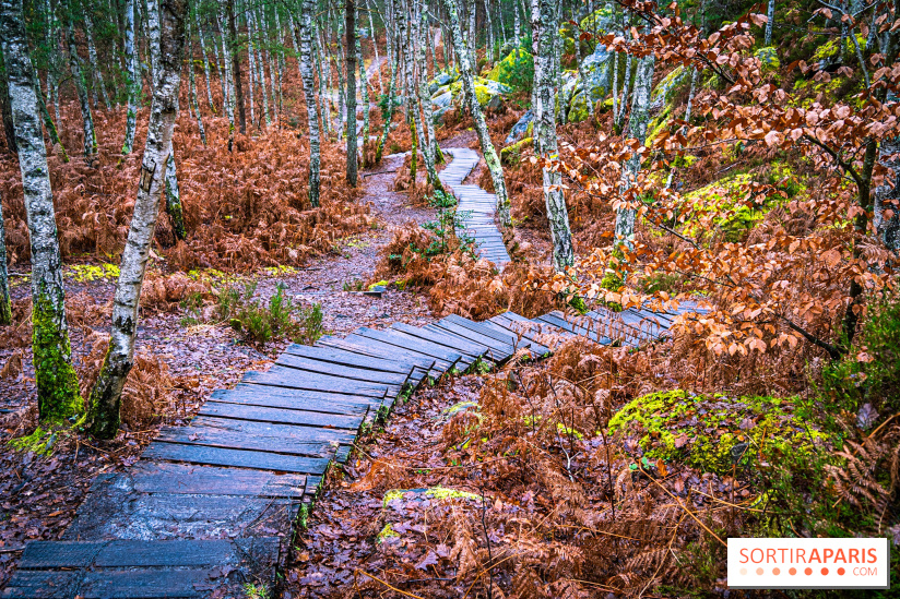 Le sentier de l'érosion à Fontainebleau - balade en forêt -  A7C4596 HDR