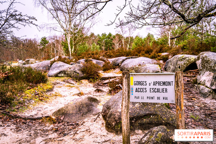Le sentier de l'érosion à Fontainebleau - balade en forêt -  A7C4561
