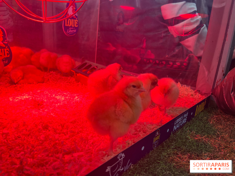 Salon de l'agriculture 2024 - image00031